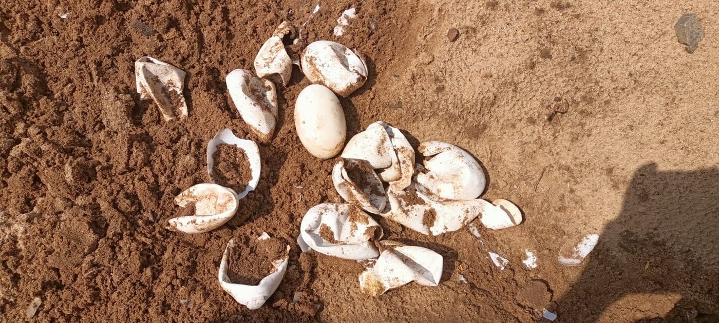 Gharial eggshell membranes offer a non-invasive approach to sample gharials and sequence DNA.