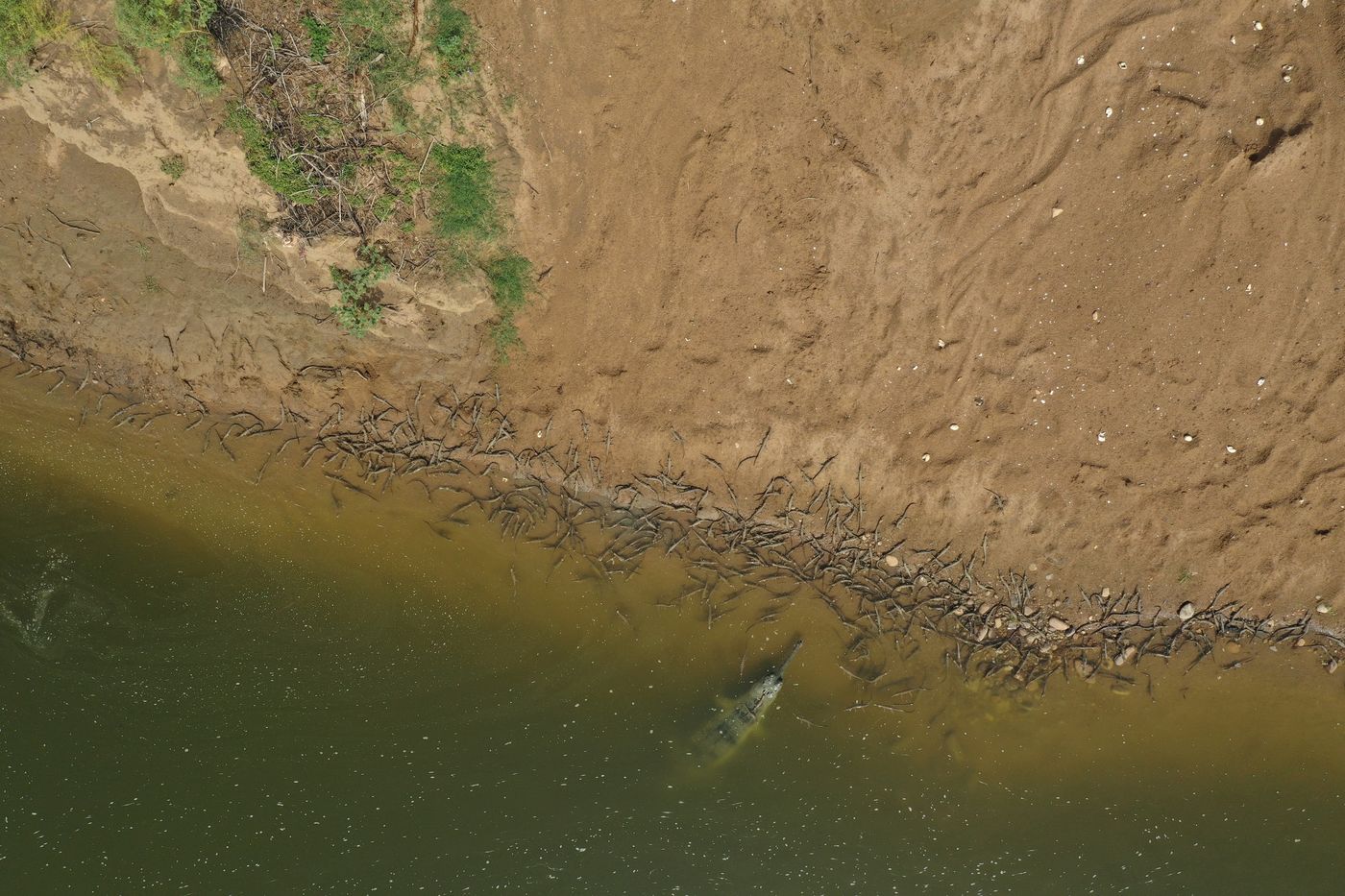 Data gathered on environmental variables such as sand availability is coupled with observations of habitat use by gharials, to prioritise areas for habitat protection and restoration.