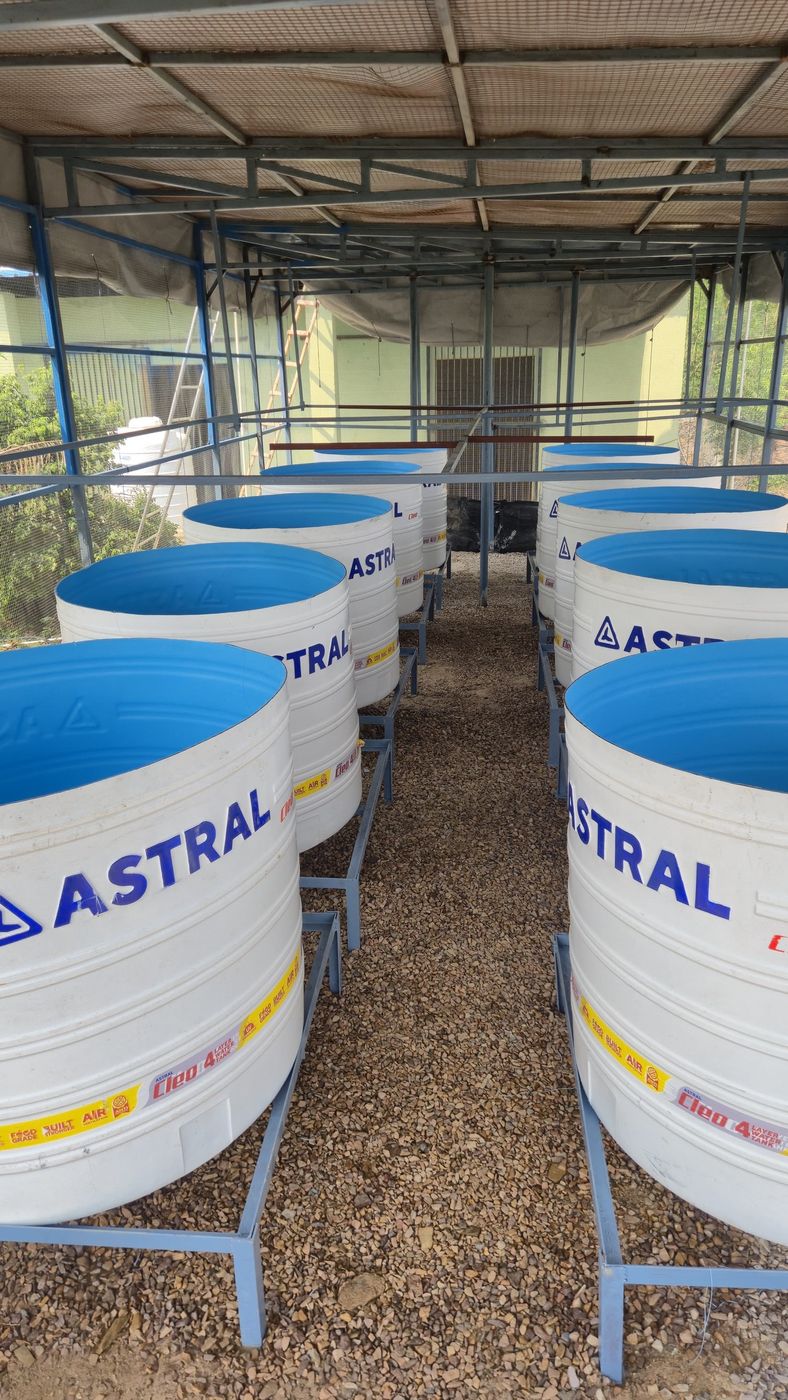A low-cost rearing facility for gharials saves resources that can be allocated to post-release monitoring.