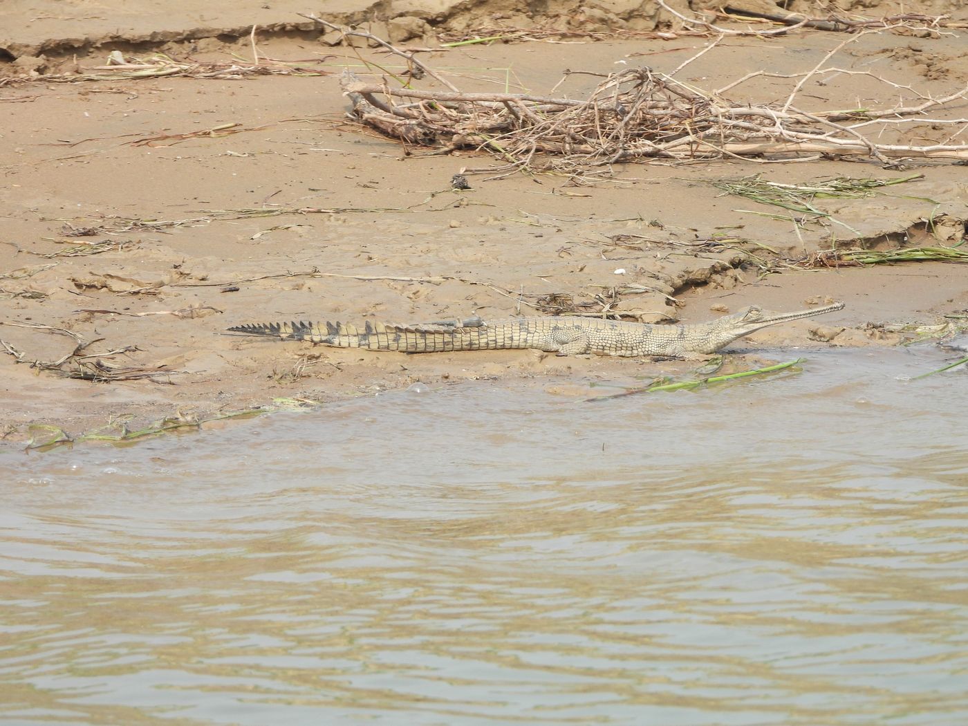 A tagged hatchling from our FTHS programme basks on the banks of the Chambal. Can you spot the radio transmitter?
