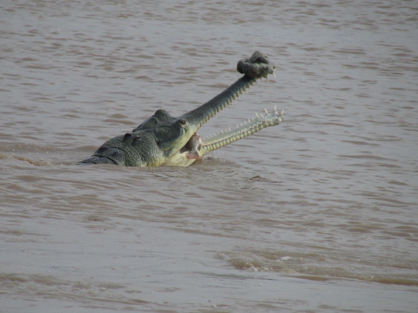 We have observed gharials moving hundreds of kilometres between where they breed and nest in the dry season and where they feed during the monsoon.