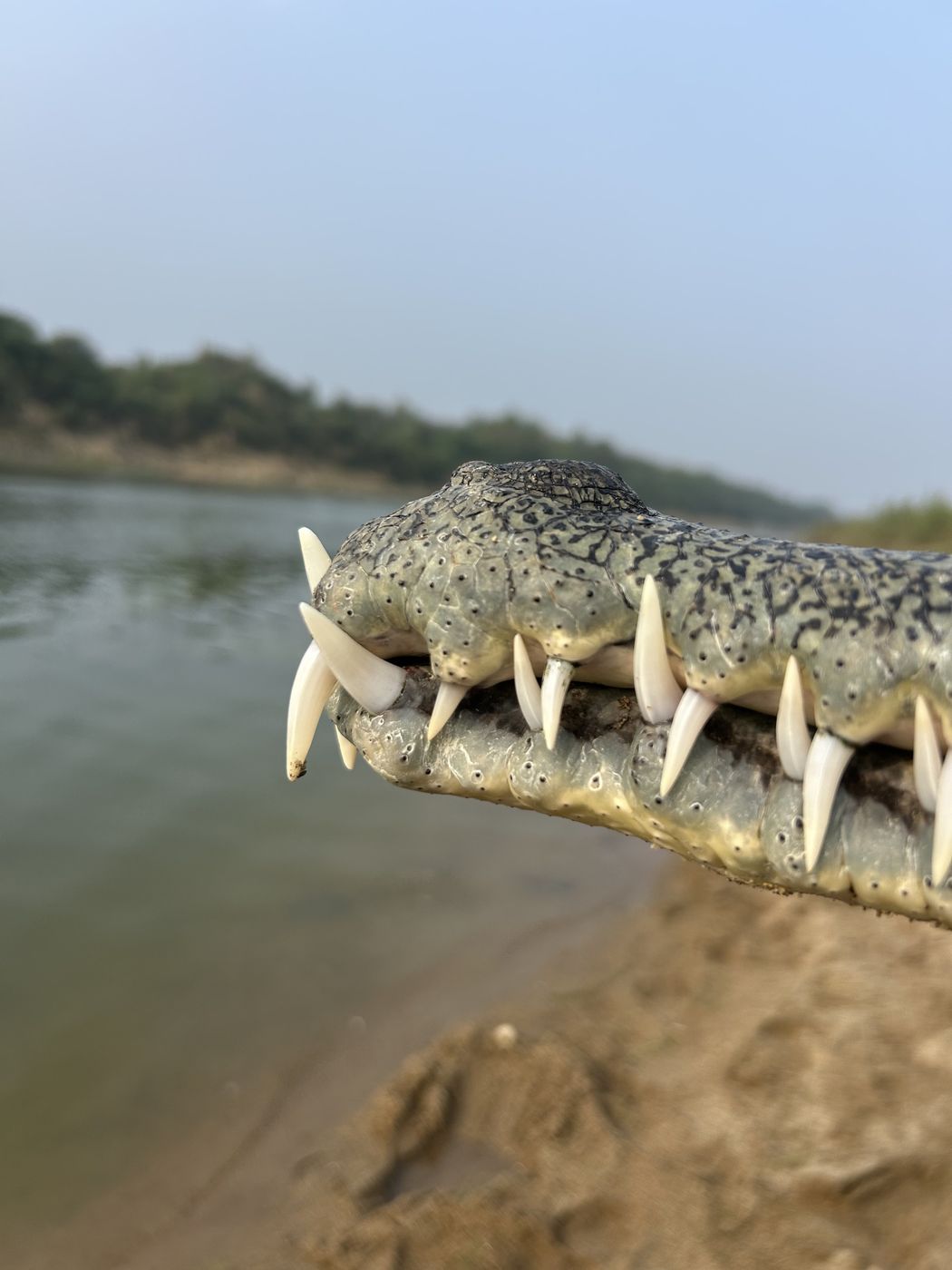 The razor-sharp, interlocking teeth of a gharial can truly be appreciated at close range.