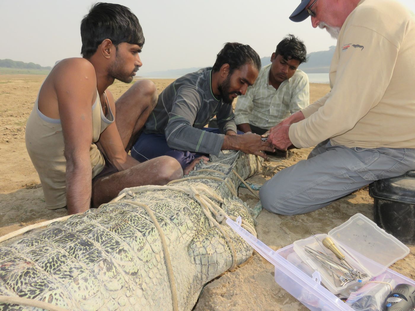 Jailabdeen A. and Dr Jeff Lang tag a wild gharial as field crew members look on with curiosity.