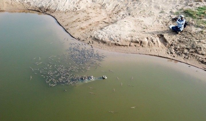 Pankaj Kumar observing a male gharial attending to a hatchling crèche. Fine-scale documentation of behaviour is one of our biggest cues to understanding what gharials need to survive.