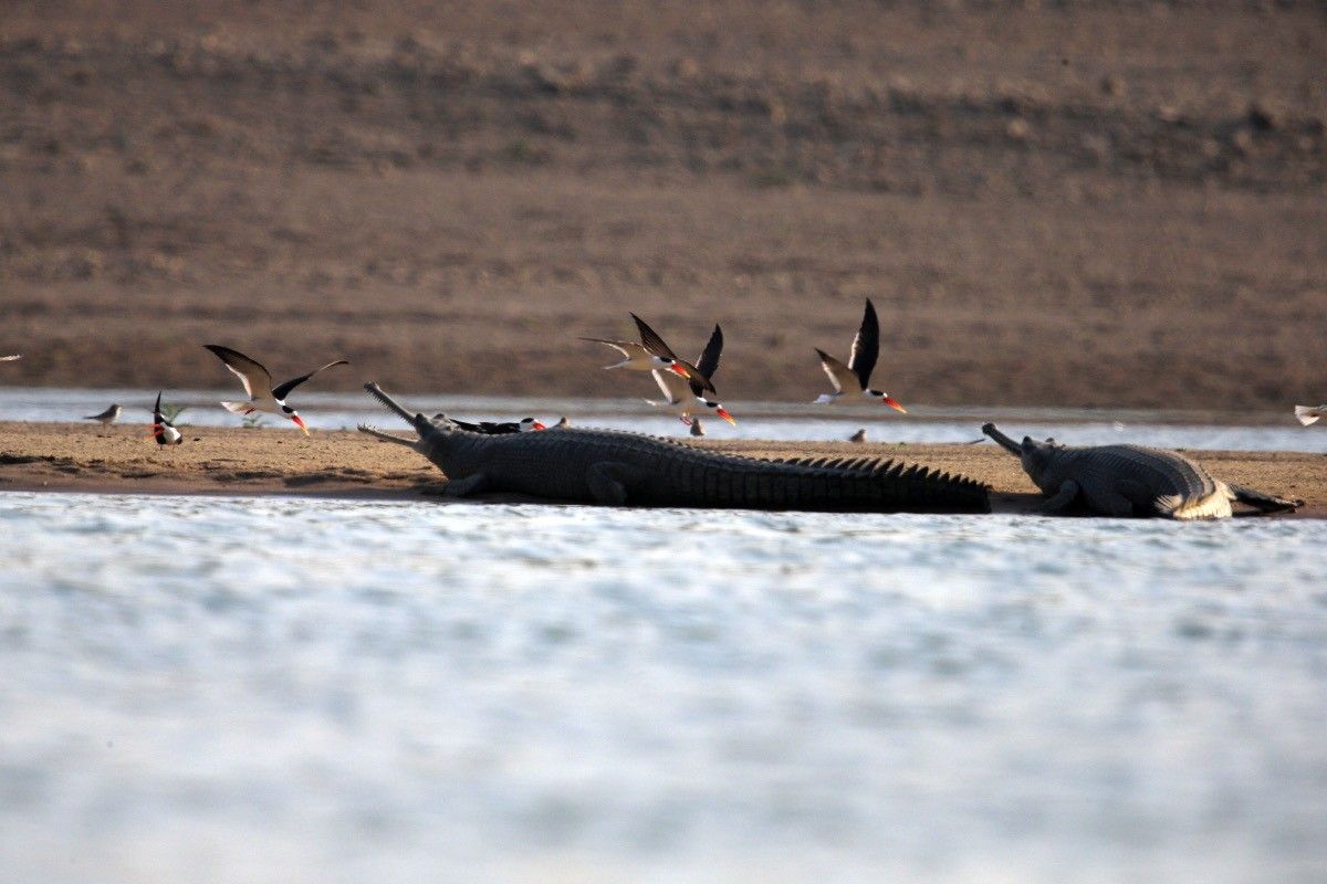 The habitat we protect for gharials to bask and nest on also benefits other endangered species, such as Indian skimmers and freshwater turtles.