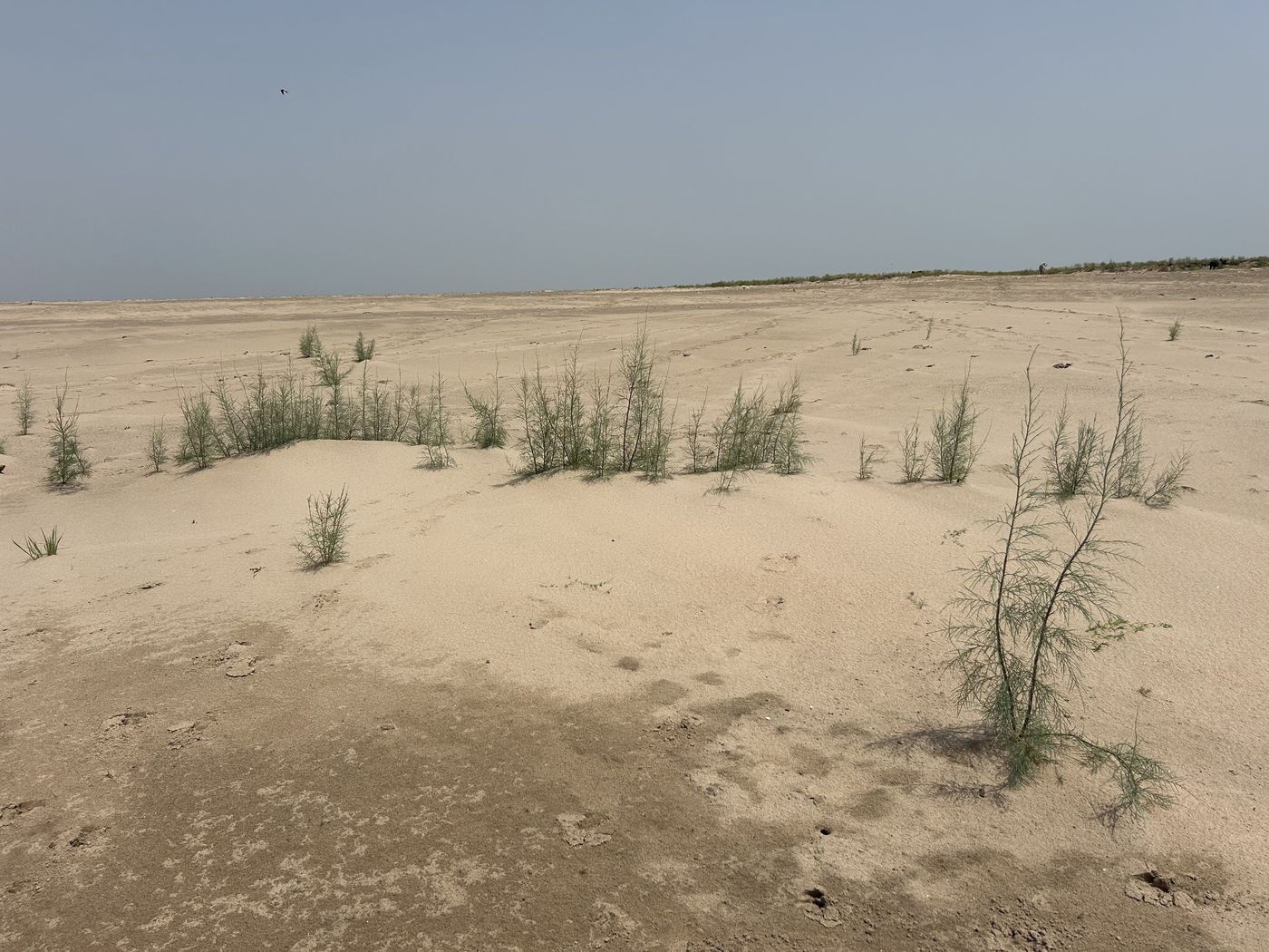 Raised sand profiles at the base of these Indian tamarisk shrubs demonstrate a natural solution to restore degraded sandbanks and mid-river islands.