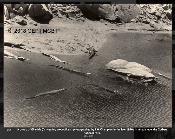 Gharials on the Ramganga River, photographed by F. W. Champion before the site became a reservoir in Corbett National Park.