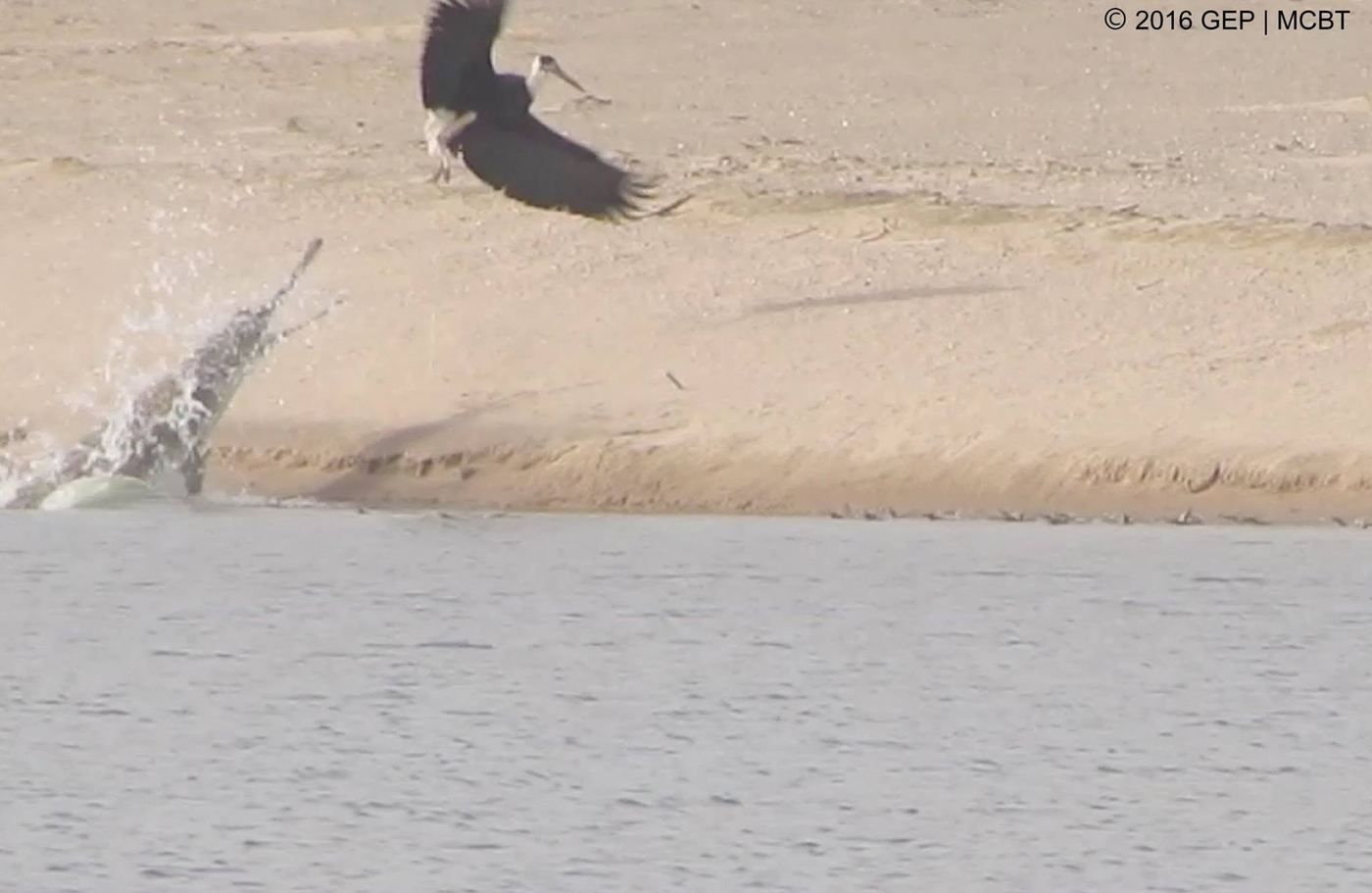 A guarding female leaps at a woolly-necked stork to protect her hatchlings.